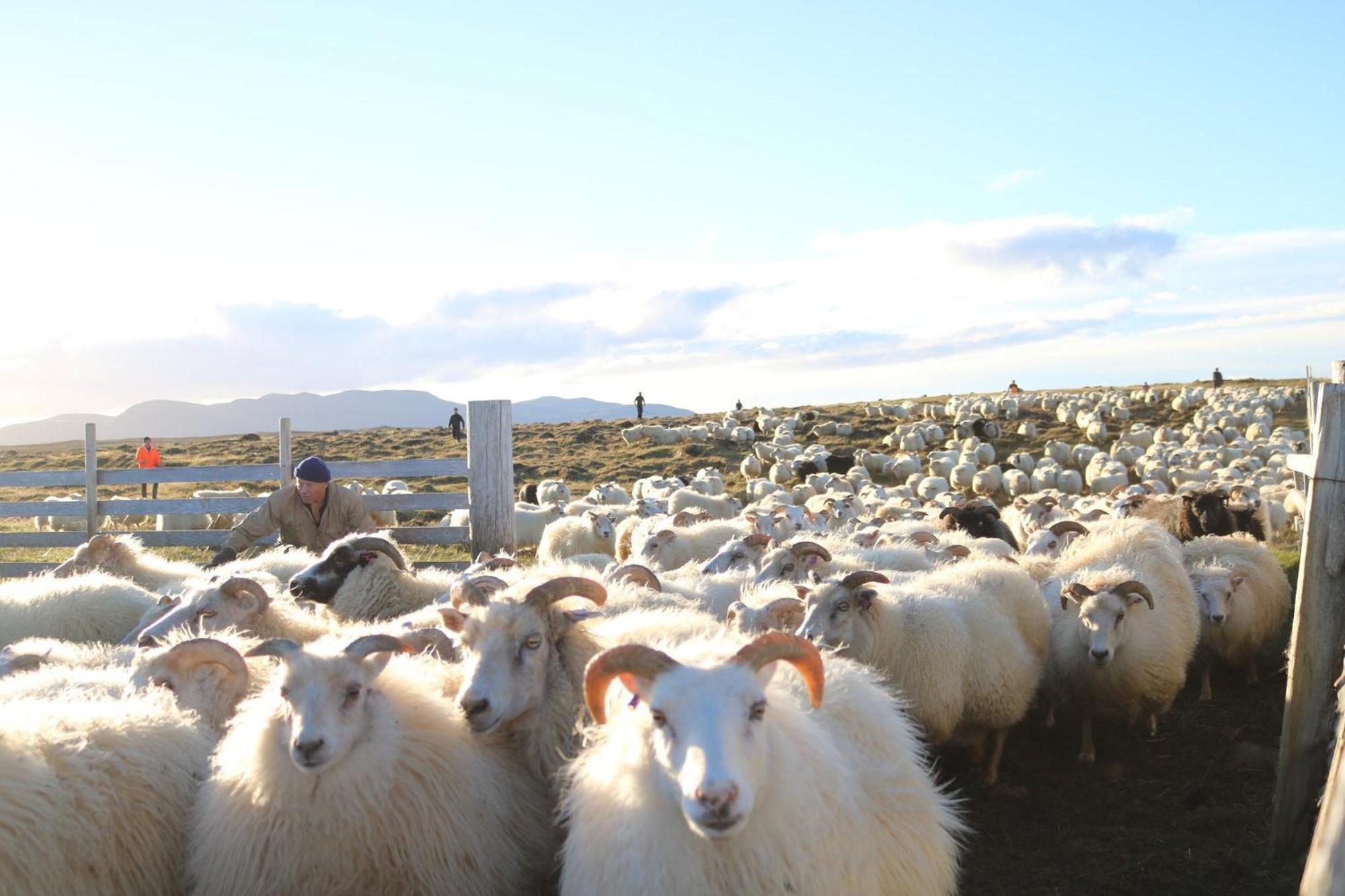 Guesthouse Lyngholt Þórshöfn Dış mekan fotoğraf